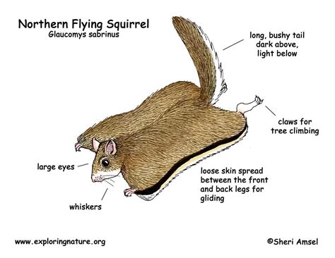 Exploring the Intricacies of Squirrel Anatomy: A Comprehensive Diagram Guide