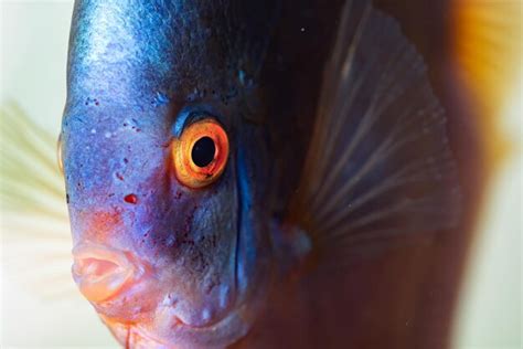 Premium Photo Closup Of Blue Diamond Discus Fish Detailed Mouth And