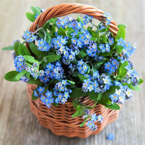 Blue Mini Forget Me Not Seeds Welldales