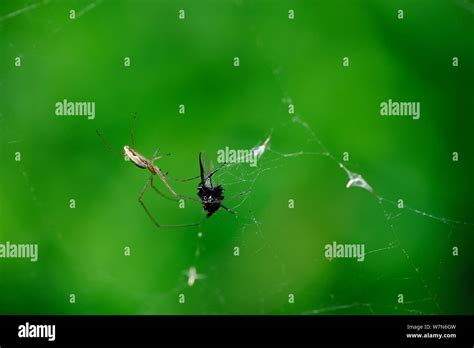 Orb Weaver Spiders Hi Res Stock Photography And Images Alamy