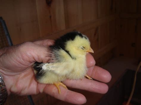 Help identify baby chick breed | BackYard Chickens - Learn How to Raise ...