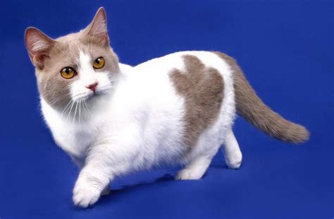 10 smallest cat breeds - FLOOP