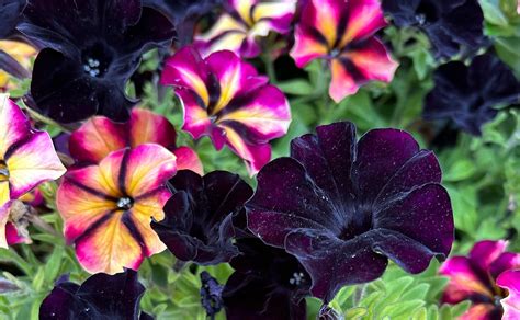 Debunking Myths: Understanding What Integrative Psychiatry Truly Is