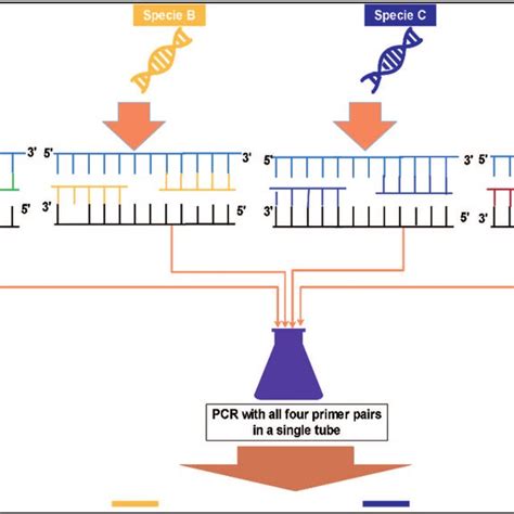 Diagram Showing The Multiplex PCR Approach 46 Multiplex PCR Is A