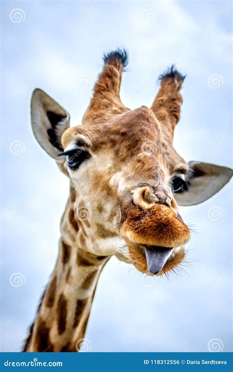 A Funny Giraffe Shows His Tongue. Stock Photo - Image of environmental ...