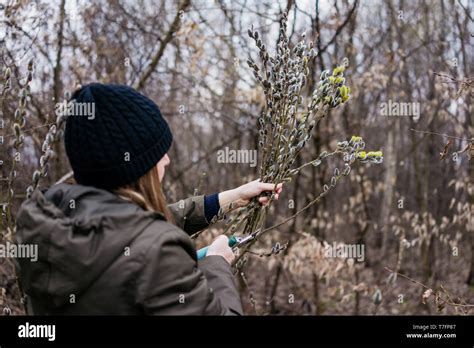 Cutting Pussy Willow Branches Stock Photo Alamy