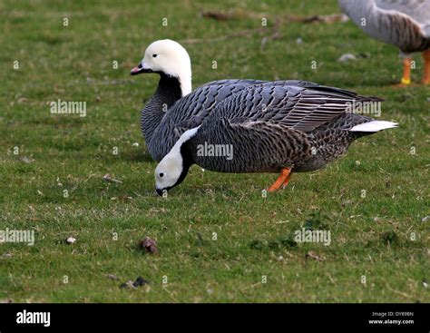 Pair Of Two Emperor Geese Chen Canagica Stock Photo Alamy