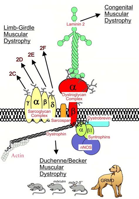 Organisation Of The Dystrophin Associated Protein Complex DAPC At The