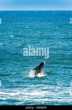 Southern Right Whale Breaching The Surface Of The Ocean Stock Photo Alamy