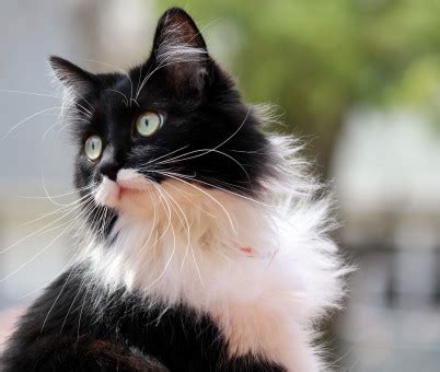 images cute abandoned black cat playful outdoors whiskers