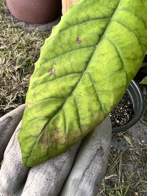 Any Idea Whats Going On With My Avocado Tree It Was Recently Repotted