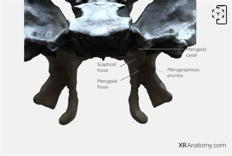 Pterygoid Process