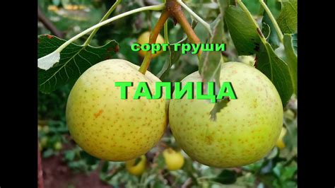 Груша Скороспелка Описание Сорта Фото Отзывы – Telegraph