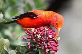 The Hawaiian honeycreeper is a type of bird. - holoholo.world