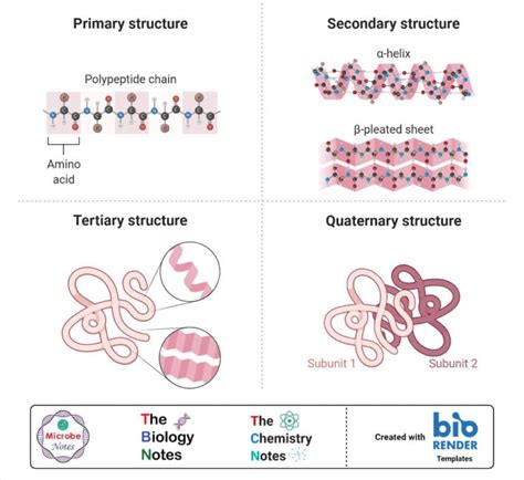 Protein Structure Primary Secondary Tertiary And Quaternary