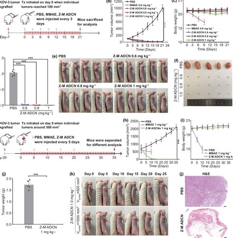 Antitumor Efficacy Of Z M ADCN Against Small And Large SKOV 3 Tumor