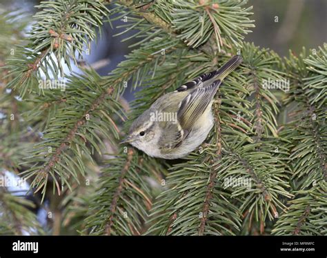 Leaf Warblers Hi Res Stock Photography And Images Alamy