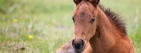 When Do Horses Stop Growing Life Cycle Of A Horse Horse Soup