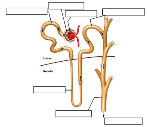 Draw And Label A Nephron