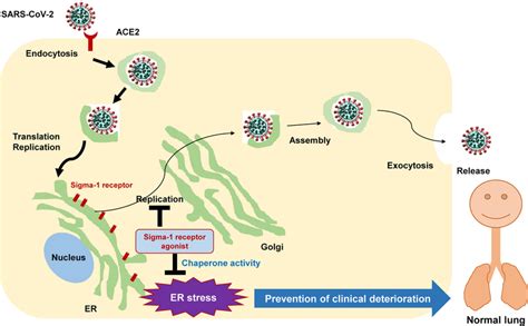 Proposed Scheme For Prophylactic Effects Of Sigma 1 Receptor Agonists