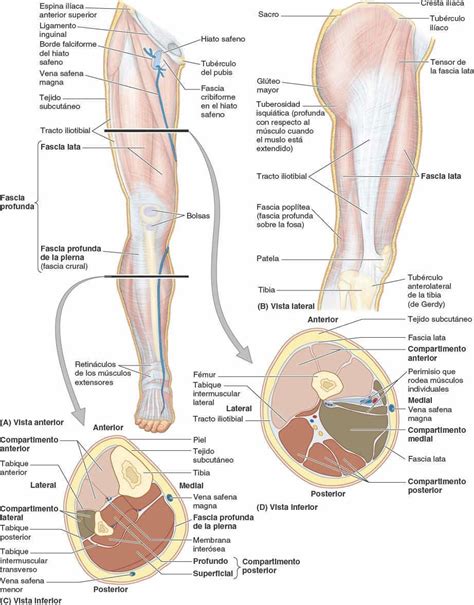 Fascias Venas Linf Ticos Vasos Eferentes Y Nervios Cut Neos Del