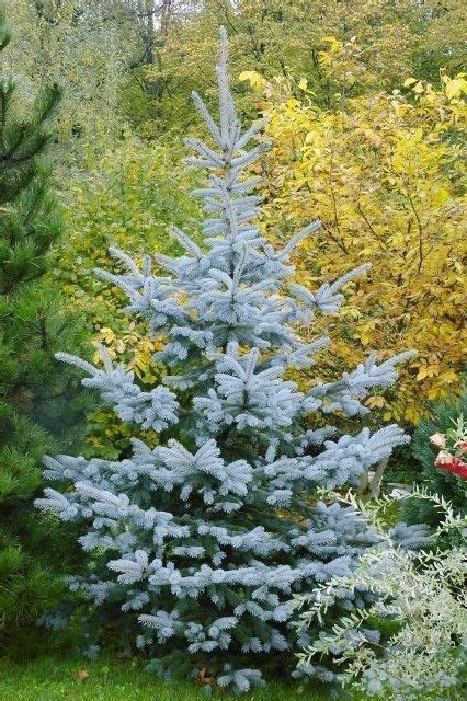 Ель голубая Edith Picea pungens Plants Picea pungens glauca