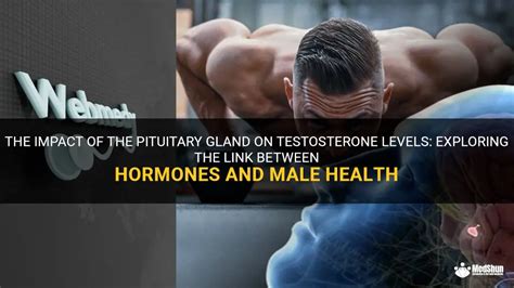 The Impact Of The Pituitary Gland On Testosterone Levels Exploring The Link Between Hormones