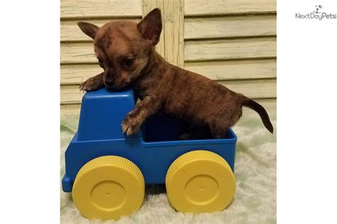 Titus Xoloitzcuintli Puppy For Sale Near Houston Texas D44eed40 80e1