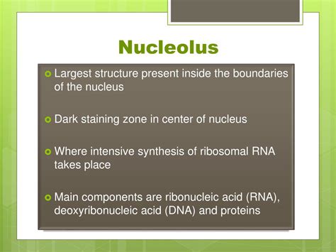 Ppt Nucleus And Nucleolus Powerpoint Presentation Free Download Id