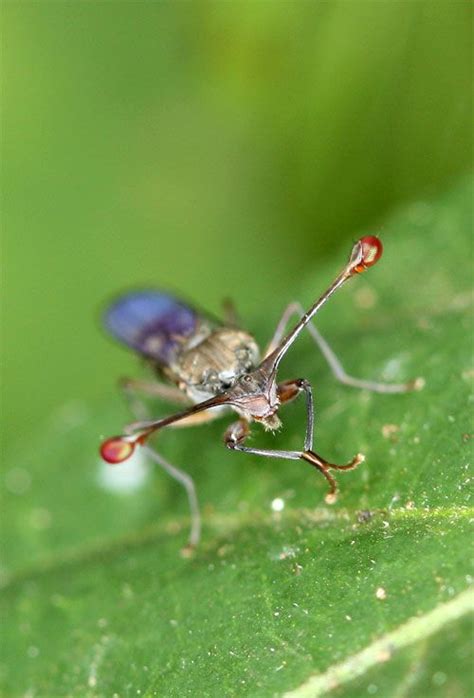 Stalk Eyed Fly From Dino Martins Amazing Kenyan Wildlife Blog