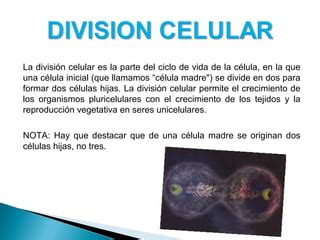 La Mitosis Y La Meiosis Ppt Descarga Gratuita