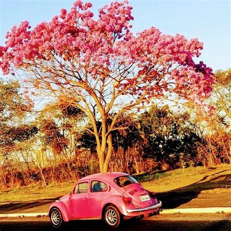 A Pink Car Parked In Front Of A Tree With Purple Flowers On It S Trunk