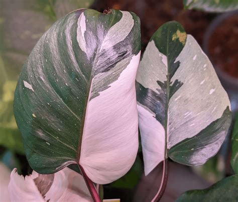 Philodendron Red Anderson Plant Store Importing To Canada