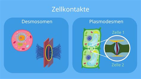 Pflanzenzelle Ohne Etiketten