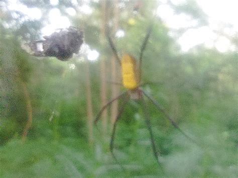 Hairy Golden Orb Weaving Spider From H Mq W R Mbita Kenya On December