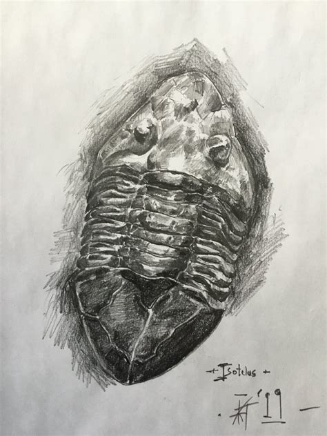 My Trilobite Drawings - Page 2 - Paleo Re-creations - The Fossil Forum