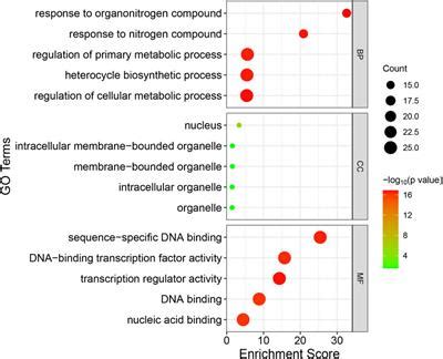 Frontiers Genome Wide Identification And Bioinformatics Analysis Of