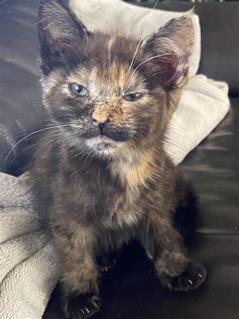 Tortoiseshell Kitten Outside