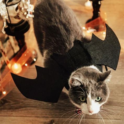 Halloween Cat Costume Ideas