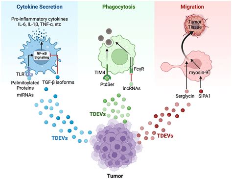 Frontiers Tumor Derived Extracellular Vesicles Modulate Innate Immune