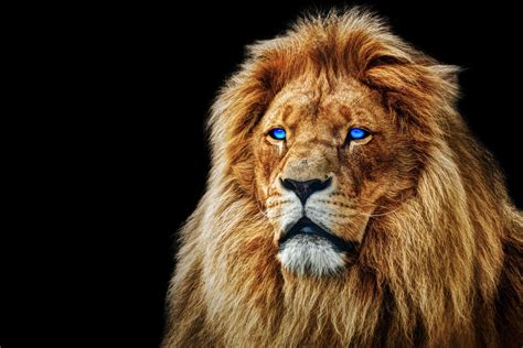 Download Animal Lion HD Wallpaper