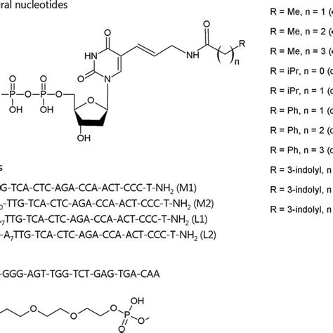 The Structure Of Modified 2′ Deoxyuridine 5′ Triphosphates And