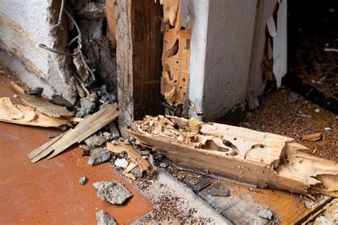 Best Way To Fix Pest And Termite Damage To Your Home 3rs