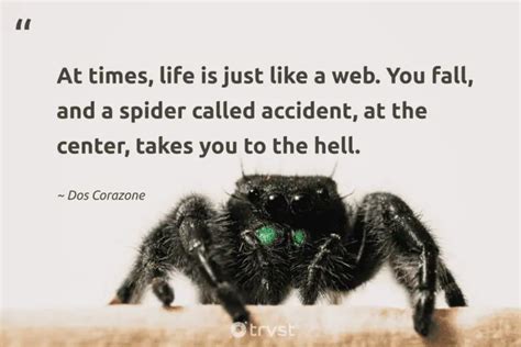 40 Spider Quotes Appreciating These 8-Legged Creatures (2024)