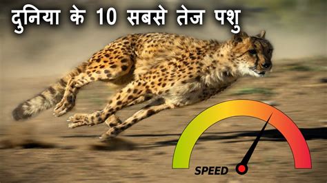 Top 10 Fastest Animals In The World दुनिया के 10 सबसे तेज पशु Youtube