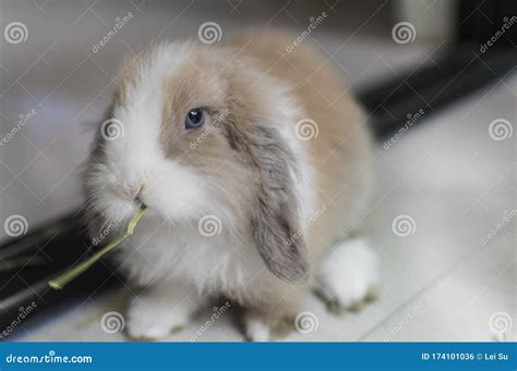 A Lovely Rabbit With Drooping Ears Stock Photo Image Of Mammals