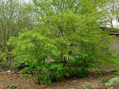 Caragana Arborescens Siberian Pea Shrub Go Botany