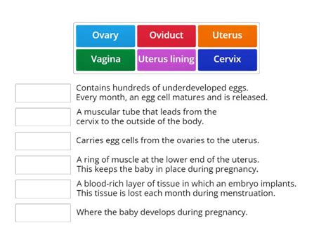 Functions of the parts of the female reproductive system - Match up