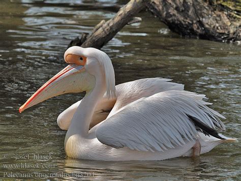 Pelecanus onocrotalus Great White Pelican Pelikán bílý růžový