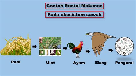 Rantai Makanan Ipa Kelas 5 Sd Tema 5 Subtema 2